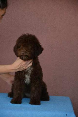 Štěňata Lagotto Romagnolo