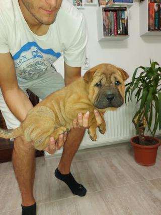 Štěňata Shar Pei 