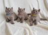 Britská krátkosrstá koťata s rodokmeny gccf