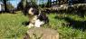 CAVAPOO trikolorní štěně