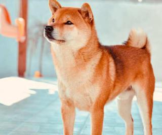 Shiba Inu, štěňata