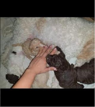 Štěňata Lagotto Romagnolo 