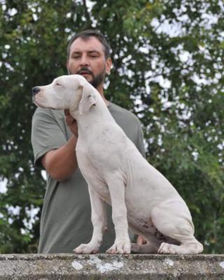 Dogo argentino, fenka štěně