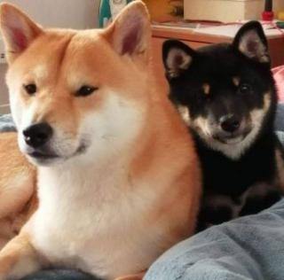 Shiba Inu štěňata