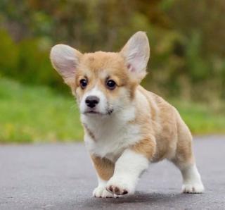 Welsh Corgi štěňata