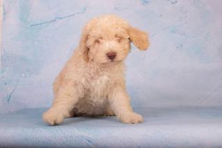 Štěňata Lagotto Romagnolo 