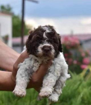 Štěňata Lagotto Romagnolo