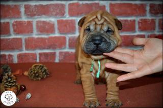 Vrh Shar Pei