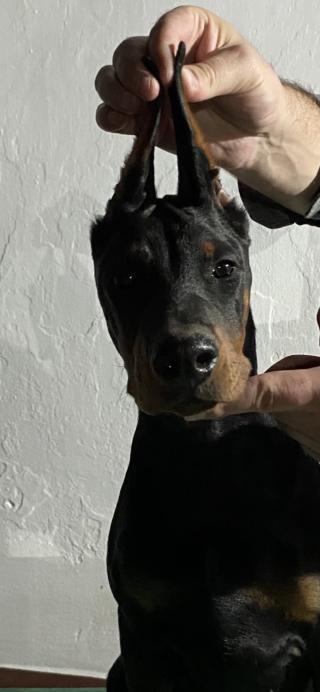 DOBERMAN