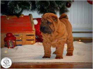 Vrh Shar Pei