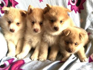 Ohromující Pomsky Pups Ready.