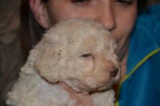 Štěňata Lagotto Romagnolo