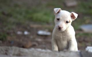 Štěňata Jack Russell Terrier krátkosrstá