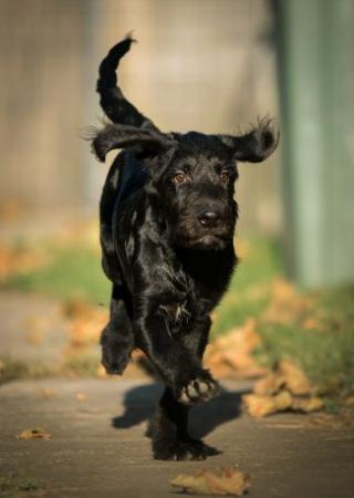 Labradoodle štěňata