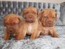 Štěňata dogue de bordeaux