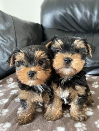 Ohromující štěňata Yorkshire Terrier