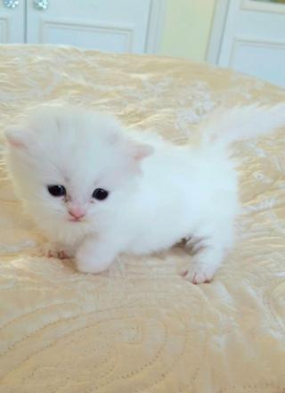 Loving Munchkin Kittens k dispozici
