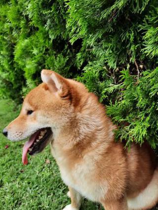 Štěňata Shiba Inu