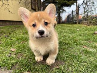 Štěňata Welsh Corgi Pembroke