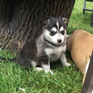 Prodám roztomilá štěňata Pomsky.