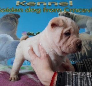 Shar-Pei štěňata