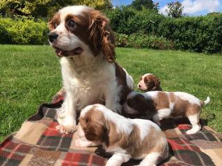 Prodám štěňata Cavalier King Charles