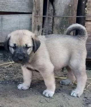 Turecký Kangal, štěňata