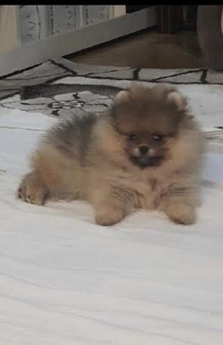 Pomeranian - čistokrevná štěňata