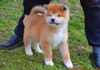 Akita Inu štěňata