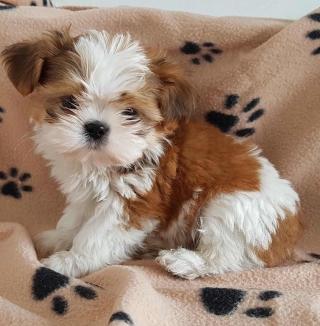 Fanji Shih Tzu