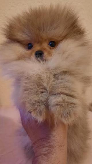 Pomeranian Boo čistokrevná štěňata