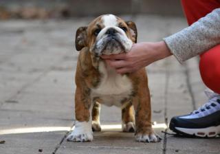 Fantastické vrhy ANGLICKÝCH BULLDOGŮ