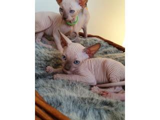 Purebreed Sphynx kittens 