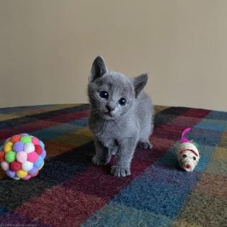 Ruská modrá koťátka