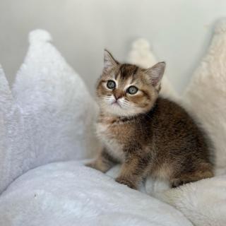 Scottish Fold koťata