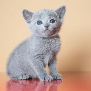 Ruská modrá koťátka