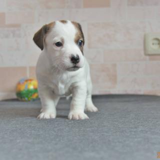 Jack Russell štěňata na prode