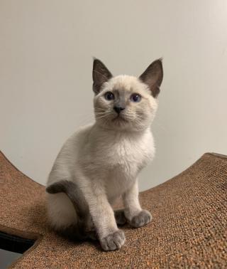 Špičková siamská koťata s modrýma očima