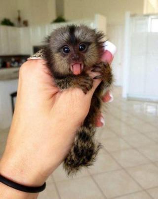 Prodám 9týdenní Finger Baby Marmoset Monkeys