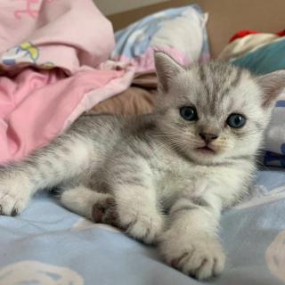 Scottish Fold koťata