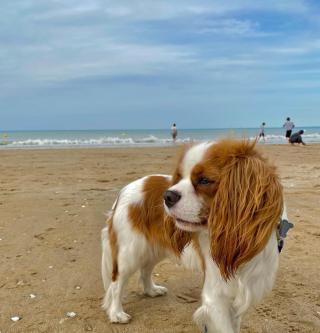 Kavalír King Spaniel  Štěňata