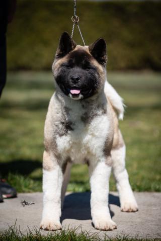 Pejsek štěně American Akita