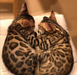Purry/Shorthair Bengal Kittens
