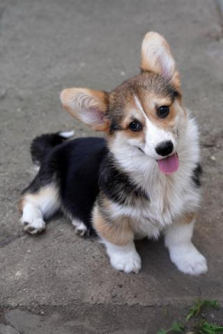 Velšský Corgi Pembroke