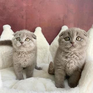 Scottish Fold Koťata Na Prodej