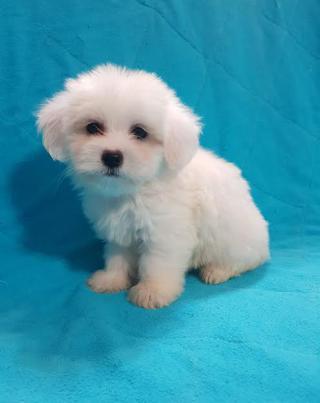 Coton De Tulear 