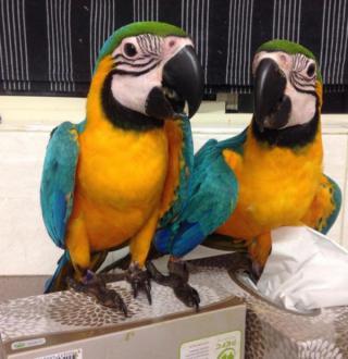 Modré a zlaté papoušci papoušci papoušci