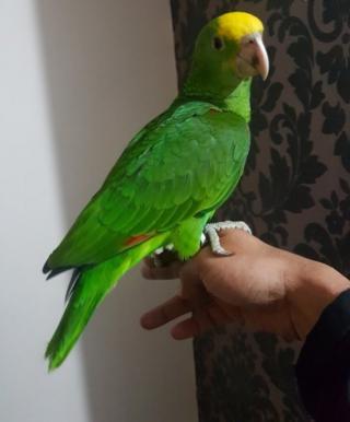 Amazonští papoušci na prodej