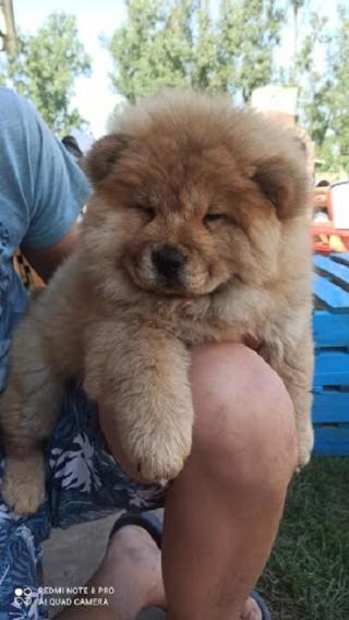 Chow Chow samice 