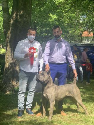 Cane Corso